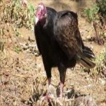 image of bird