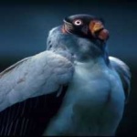 image of bird
