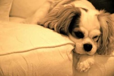 image of blenheim_spaniel