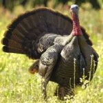 image of bird