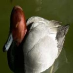image of bird