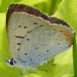 image of animal