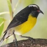 image of bird