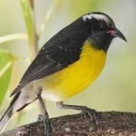 image of bananaquit #1