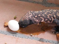 image of gila_monster