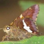 image of animal