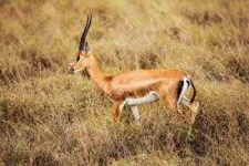 image of animal