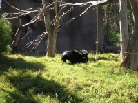 image of siamang