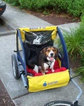 image of beagle