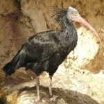 image of bird