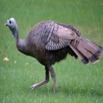 image of bird