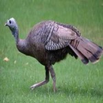 image of wild_turkey #16