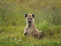 image of hyena