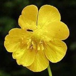 image of flower