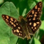 image of animal