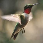 image of bird