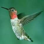 image of bird