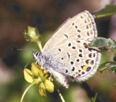 image of lycaenid