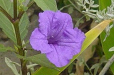 image of mexican_petunia #21