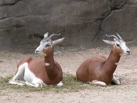 image of gazelle