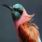 image of bird