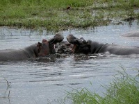 image of hippopotamus