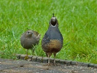 image of quail #6