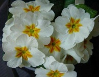 image of flower