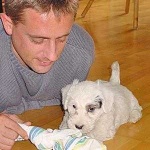 image of sealyham_terrier