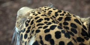 image of jaguar_car