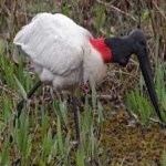 image of bird