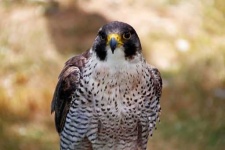 image of falcon