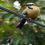 image of bird
