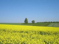image of rapeseed