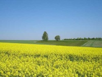 image of rapeseed #31