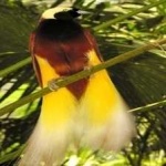 image of bird
