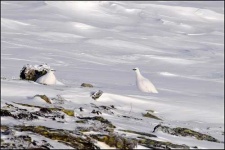 image of ptarmigan