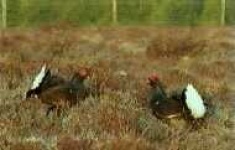 image of black_grouse