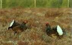 image of black_grouse #7