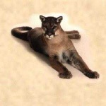 image of cougar_body