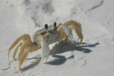 image of animal