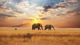 image of savanna
