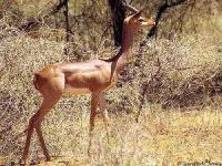 image of gerenuk
