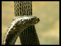 image of indian_cobra #16