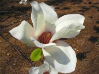 image of flower