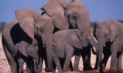 image of animal