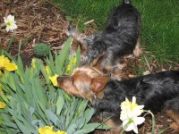 image of silky_terrier