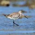 image of bar_tailed_godwit #5