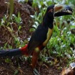 image of bird