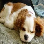 image of animal